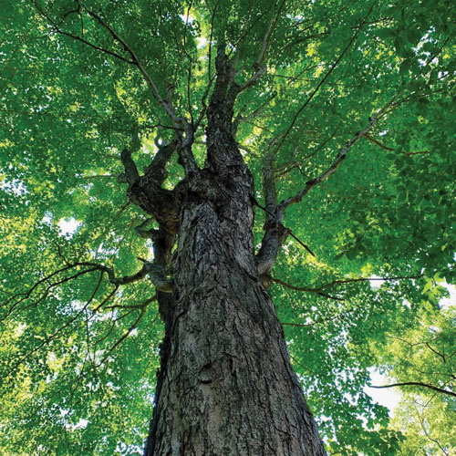 view from ground looking up a tree trunk with full green leaves above
